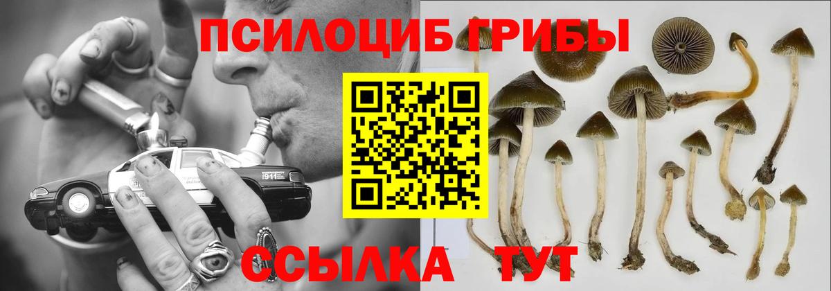 Галлюциногенные грибы Psilocybine cubensis  Псилоцибиновые грибы Psilocybe  Тында  Вход с VPN 